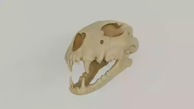 CHEETAH SKULL 3D Model