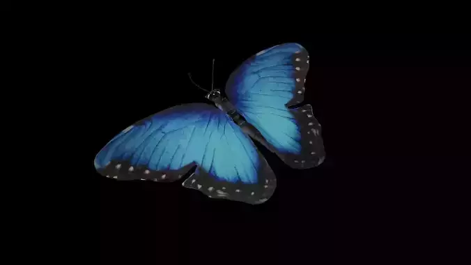 Butterfly 3D model