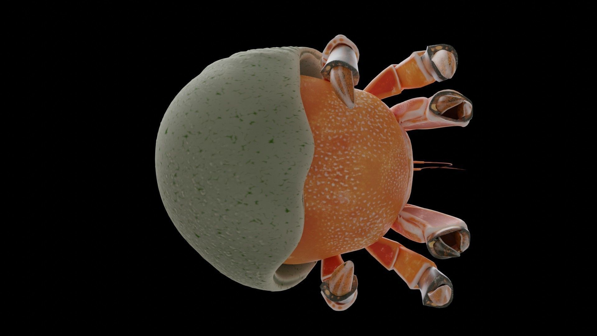 Hrrmit crab 3D Model 3D model_13