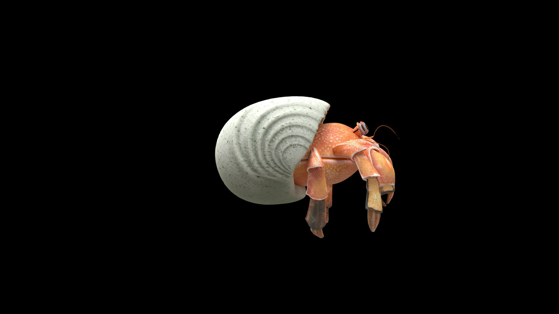 Hrrmit crab 3D Model 3D model_23