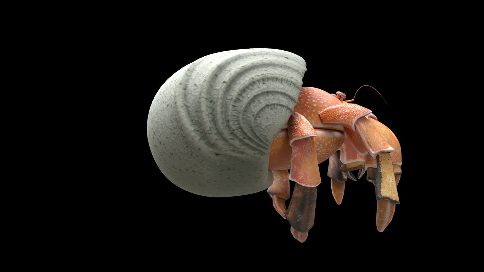 Hrrmit crab 3D Model 3D model_6