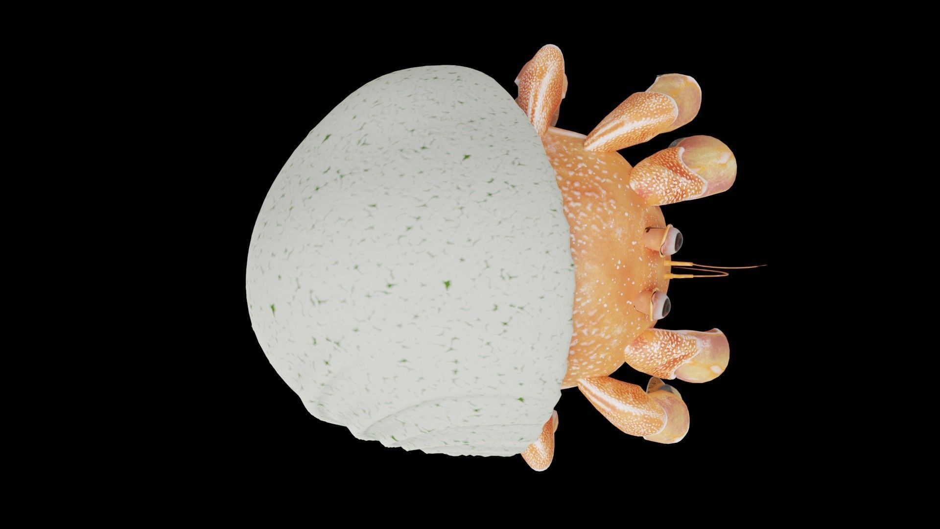 Hrrmit crab 3D Model 3D model_2