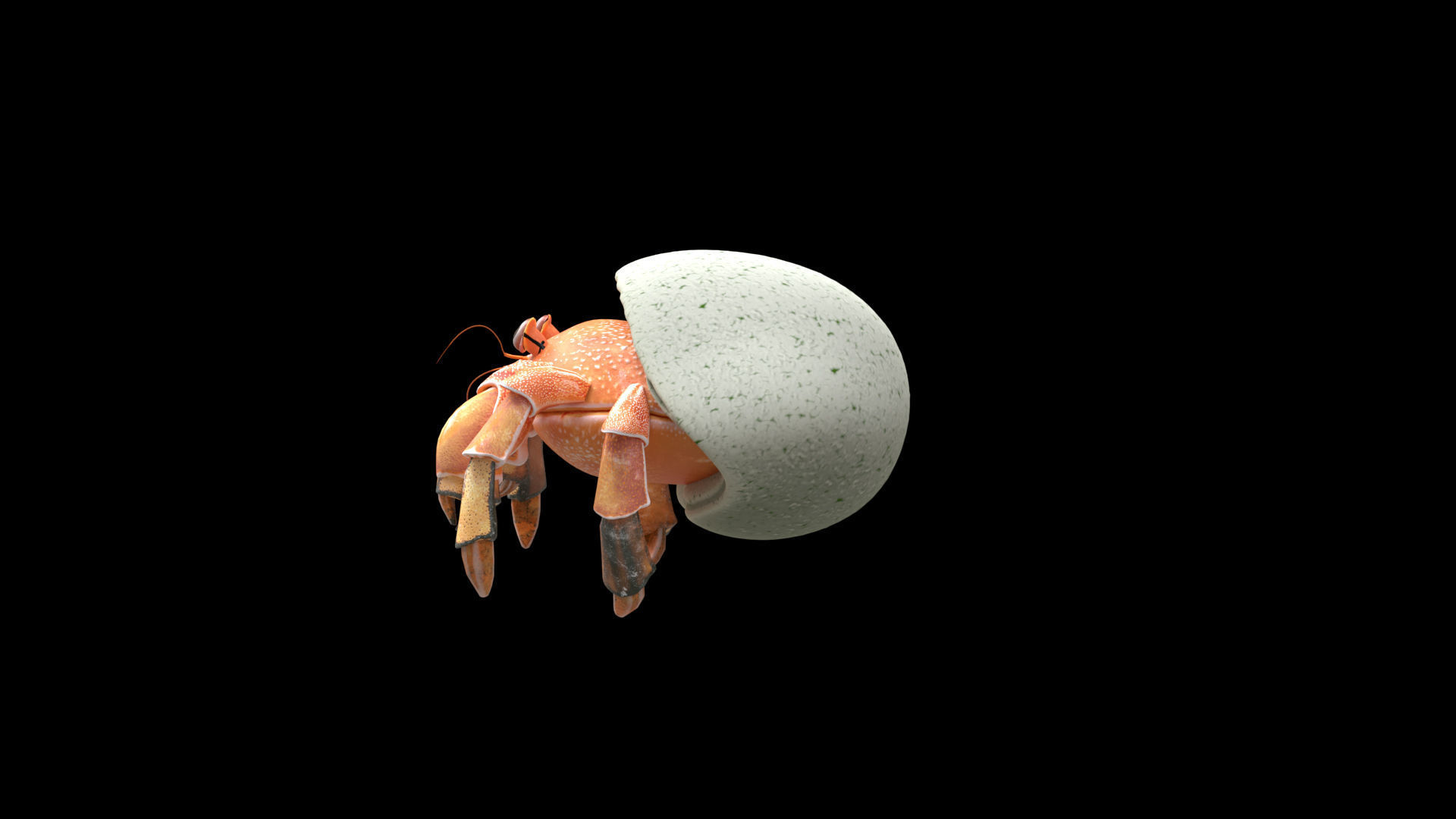 Hrrmit crab 3D Model 3D model_21
