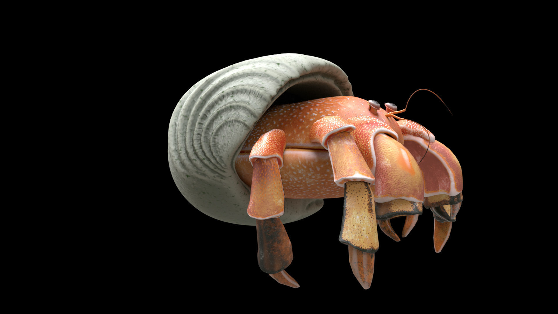 Hrrmit crab 3D Model 3D model_7