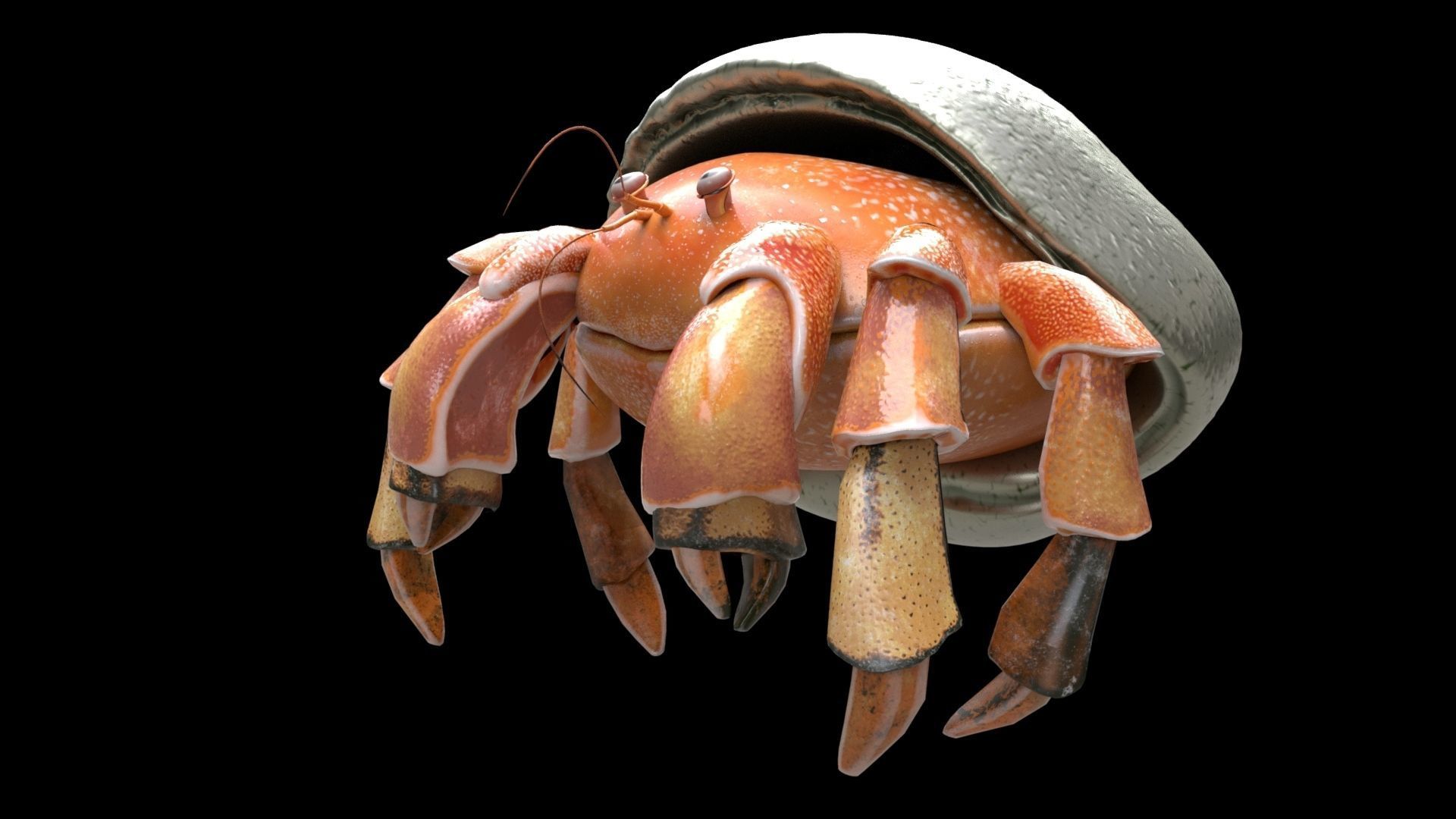 Hrrmit crab 3D Model 3D model_4