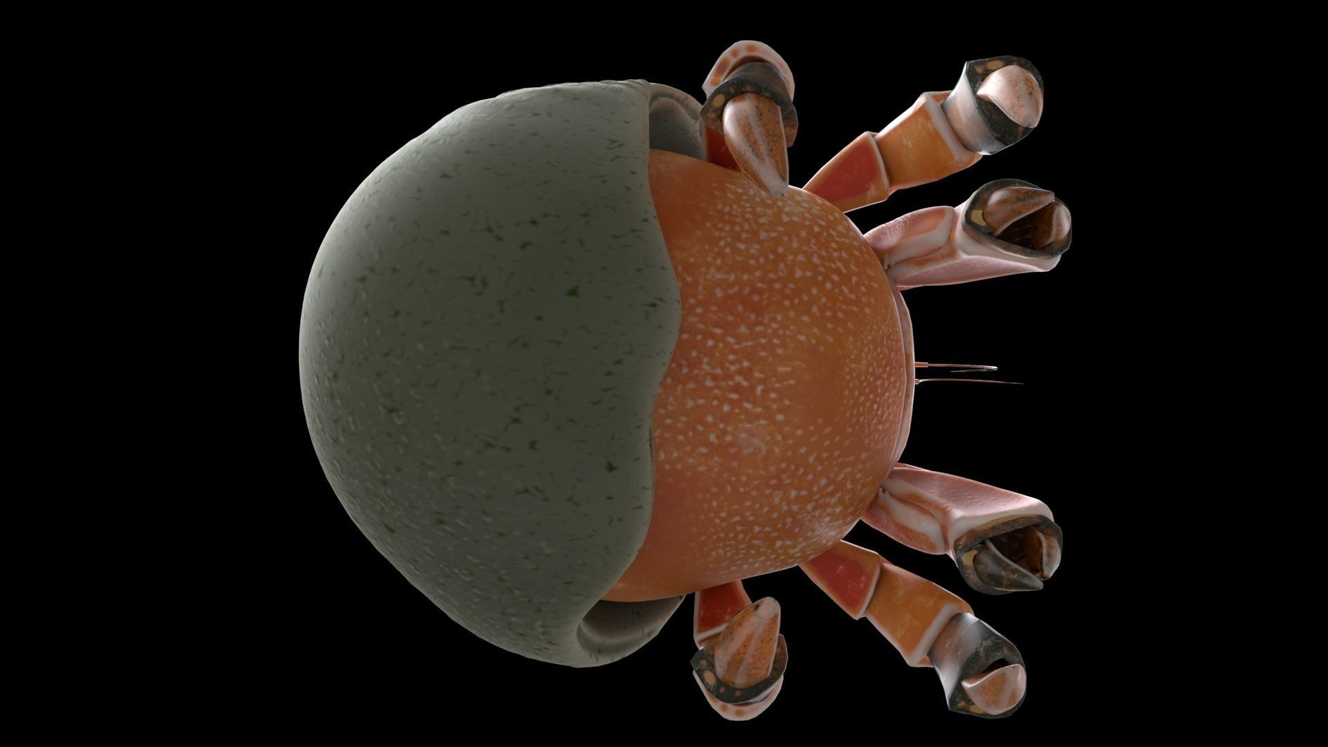 Hrrmit crab 3D Model 3D model_26