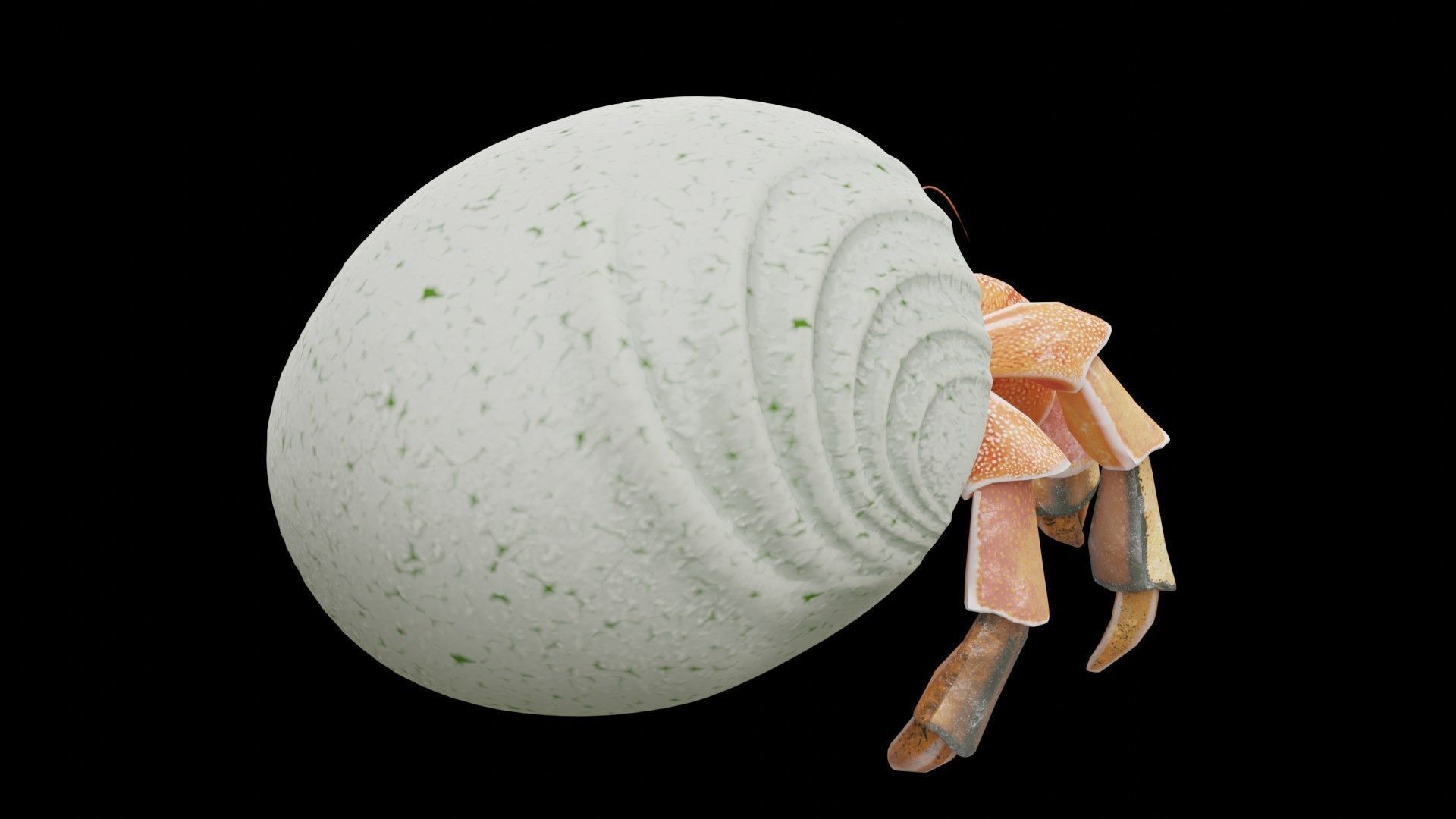 Hrrmit crab 3D Model 3D model_17
