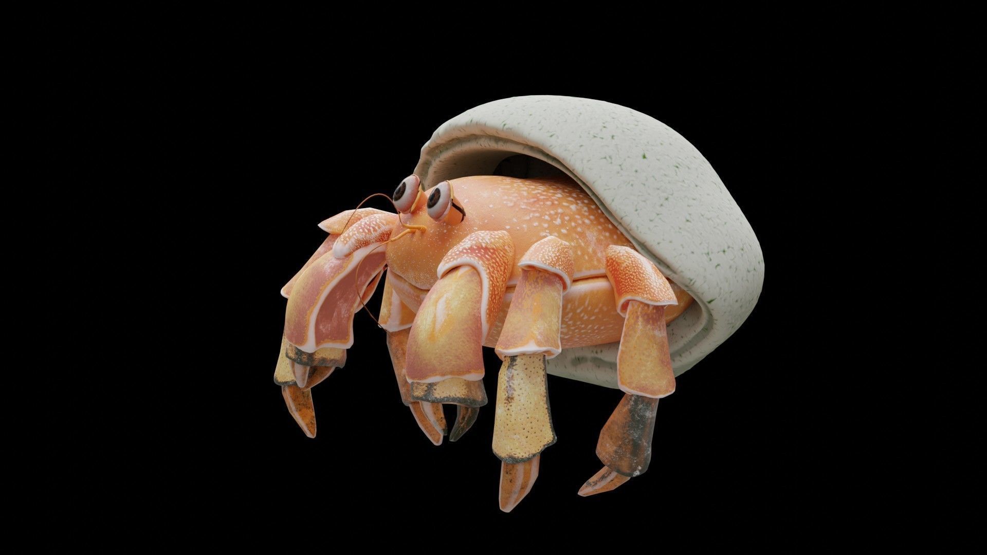 Hrrmit crab 3D Model 3D model_19