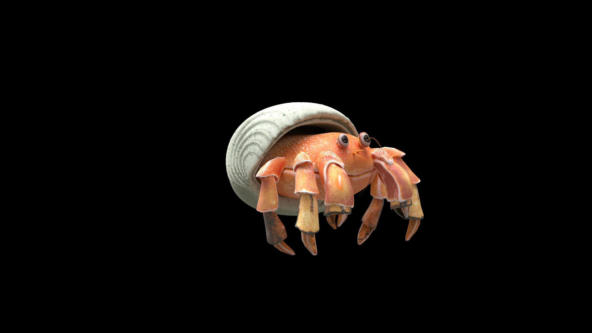Hrrmit crab 3D Model 3D model_27