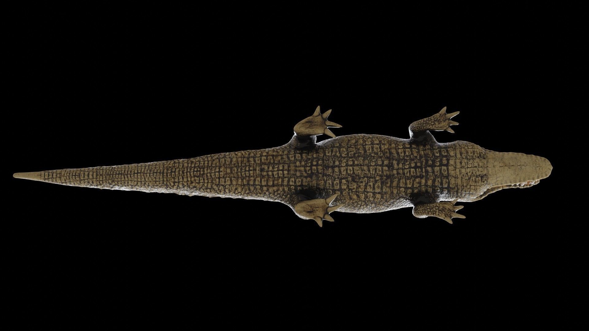 crocodile 3d model 3D model_3