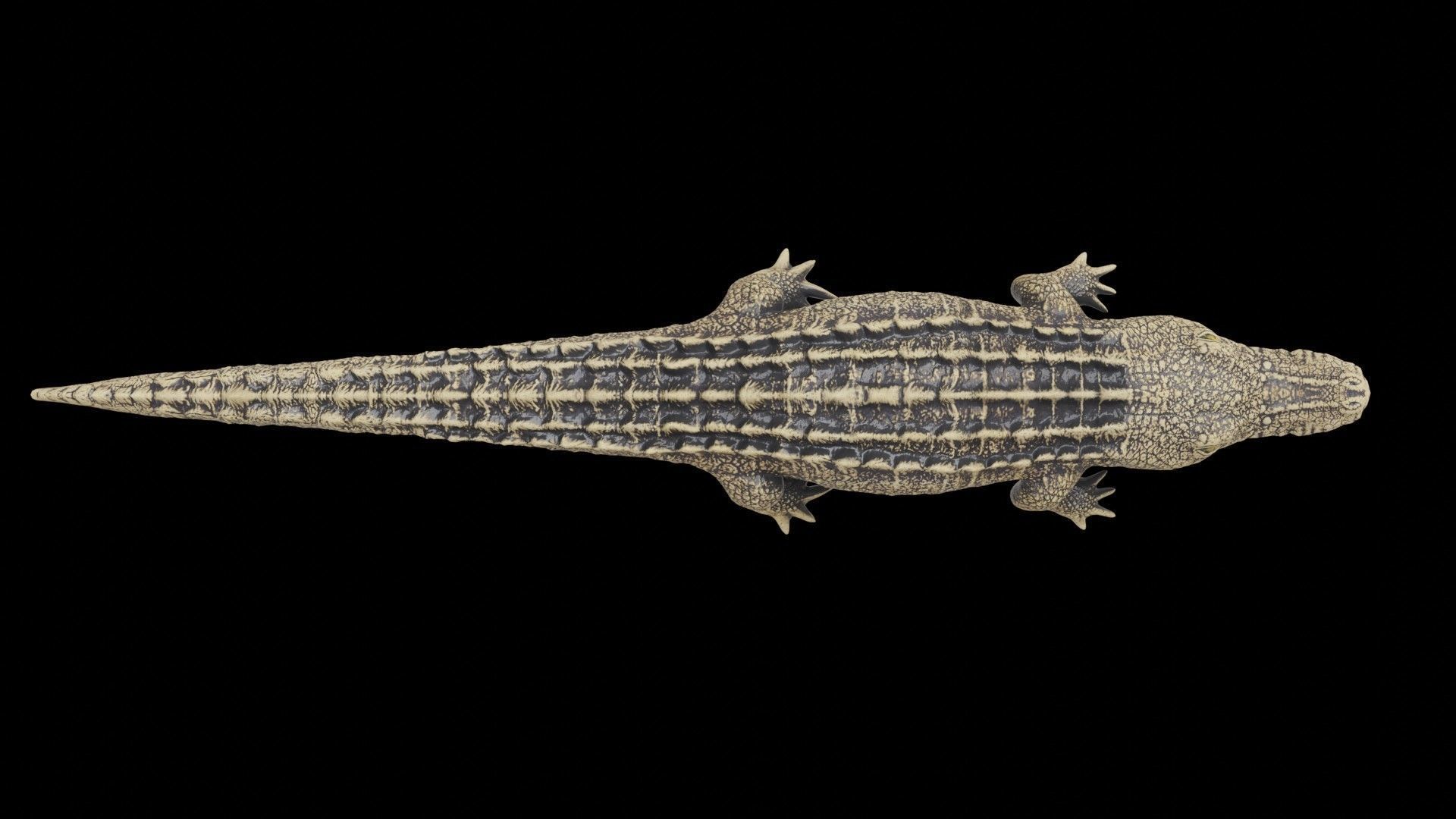 crocodile 3d model 3D model_2