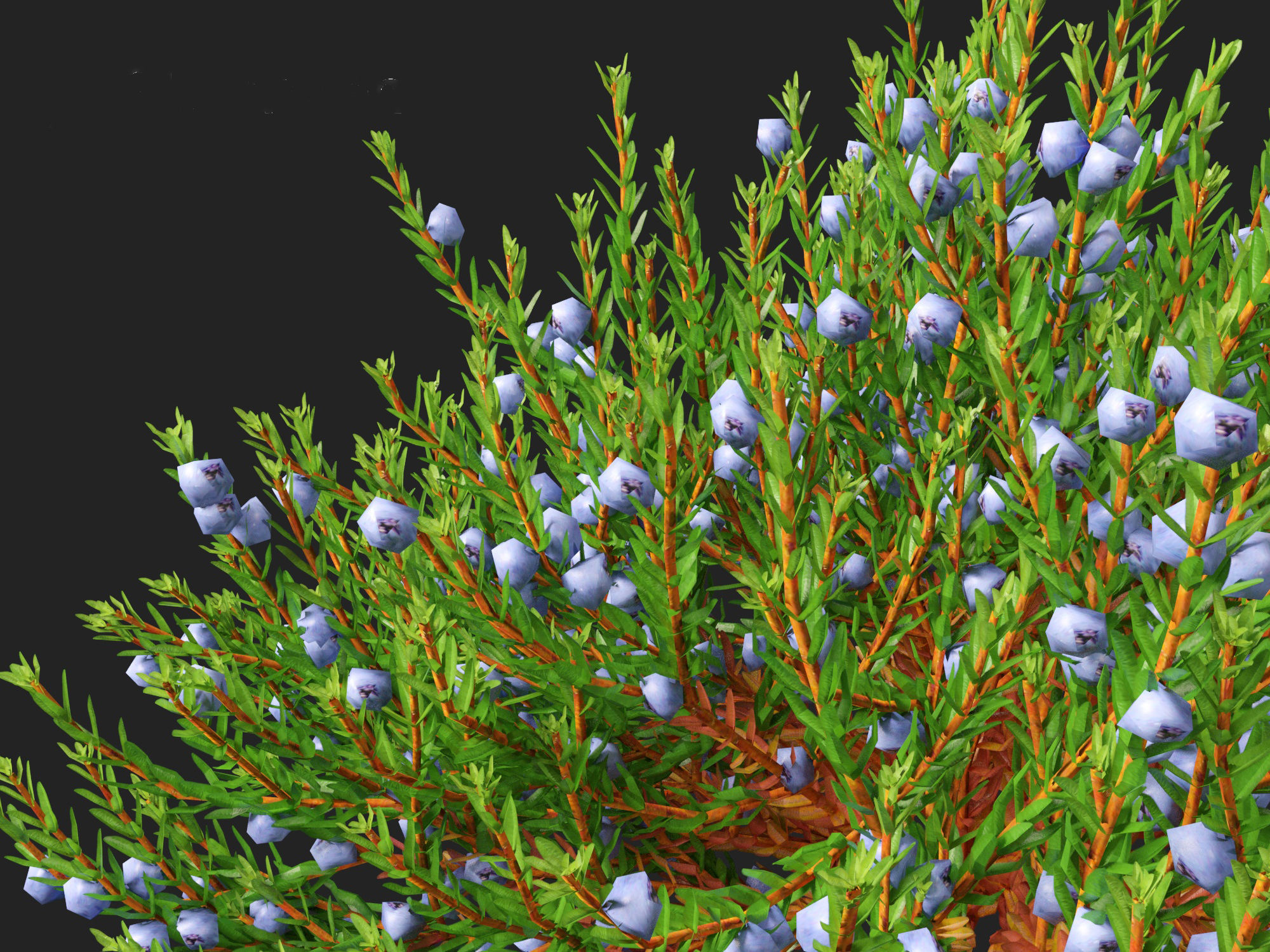 Empetrum nigrum - Black crowberry 3D model_2