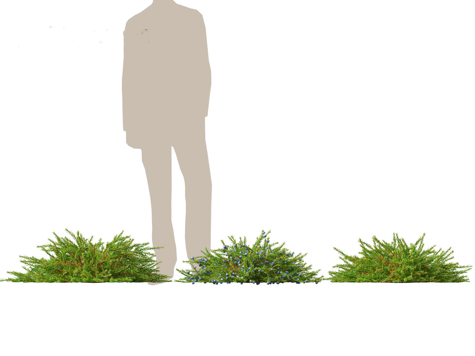 Empetrum nigrum - Black crowberry 3D model_6