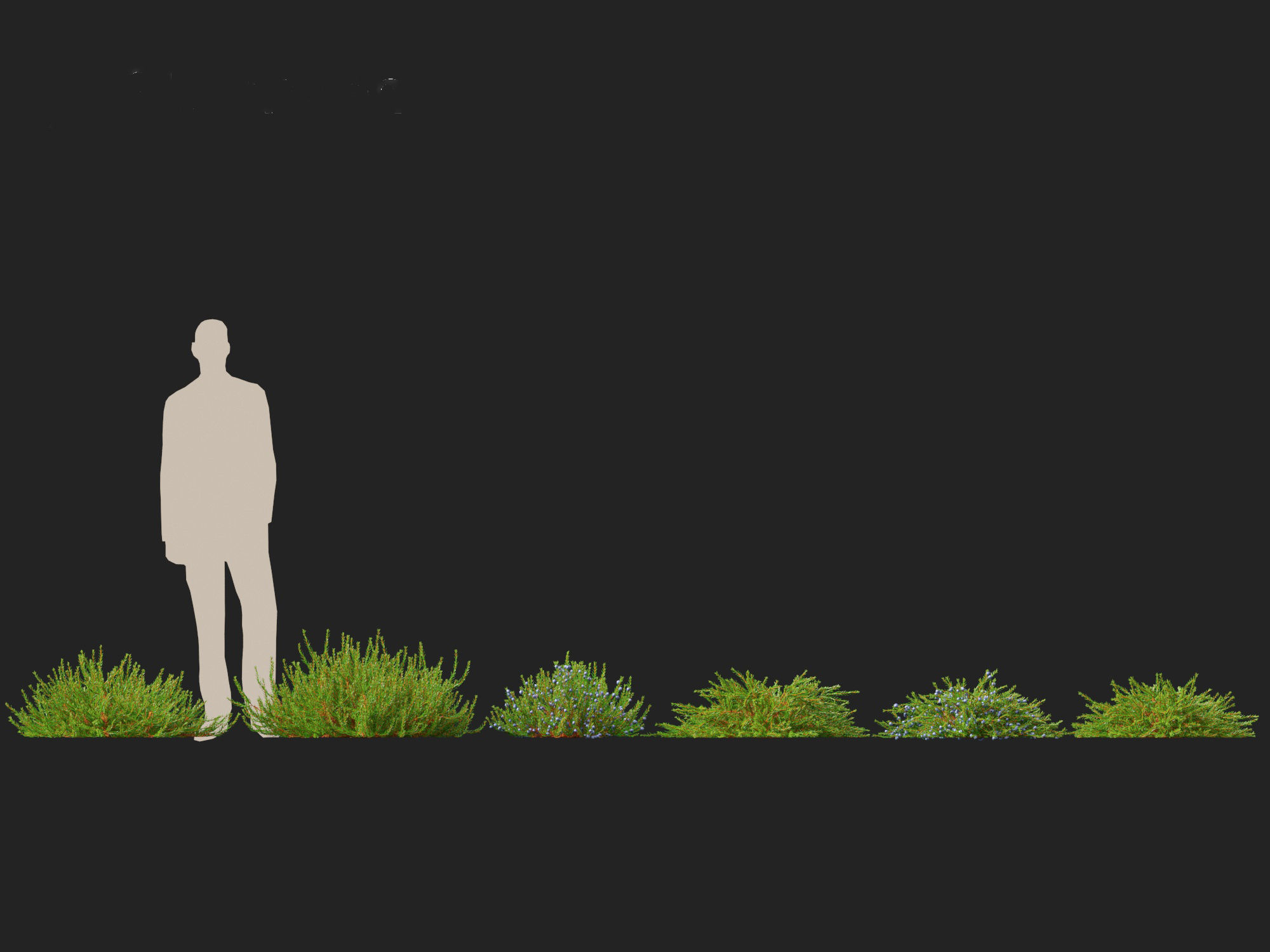 Empetrum nigrum - Black crowberry 3D model_3