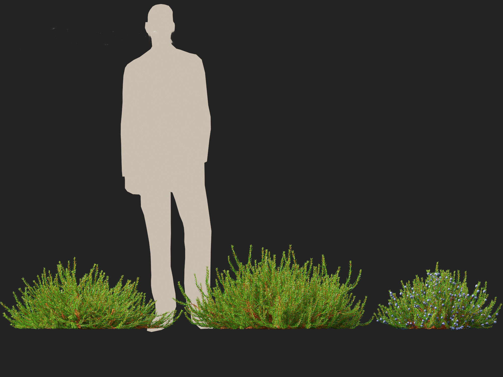 Empetrum nigrum - Black crowberry 3D model_5