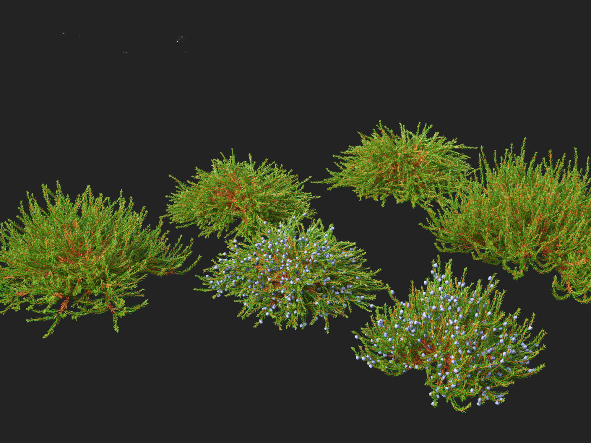 Empetrum nigrum - Black crowberry 3D model_8