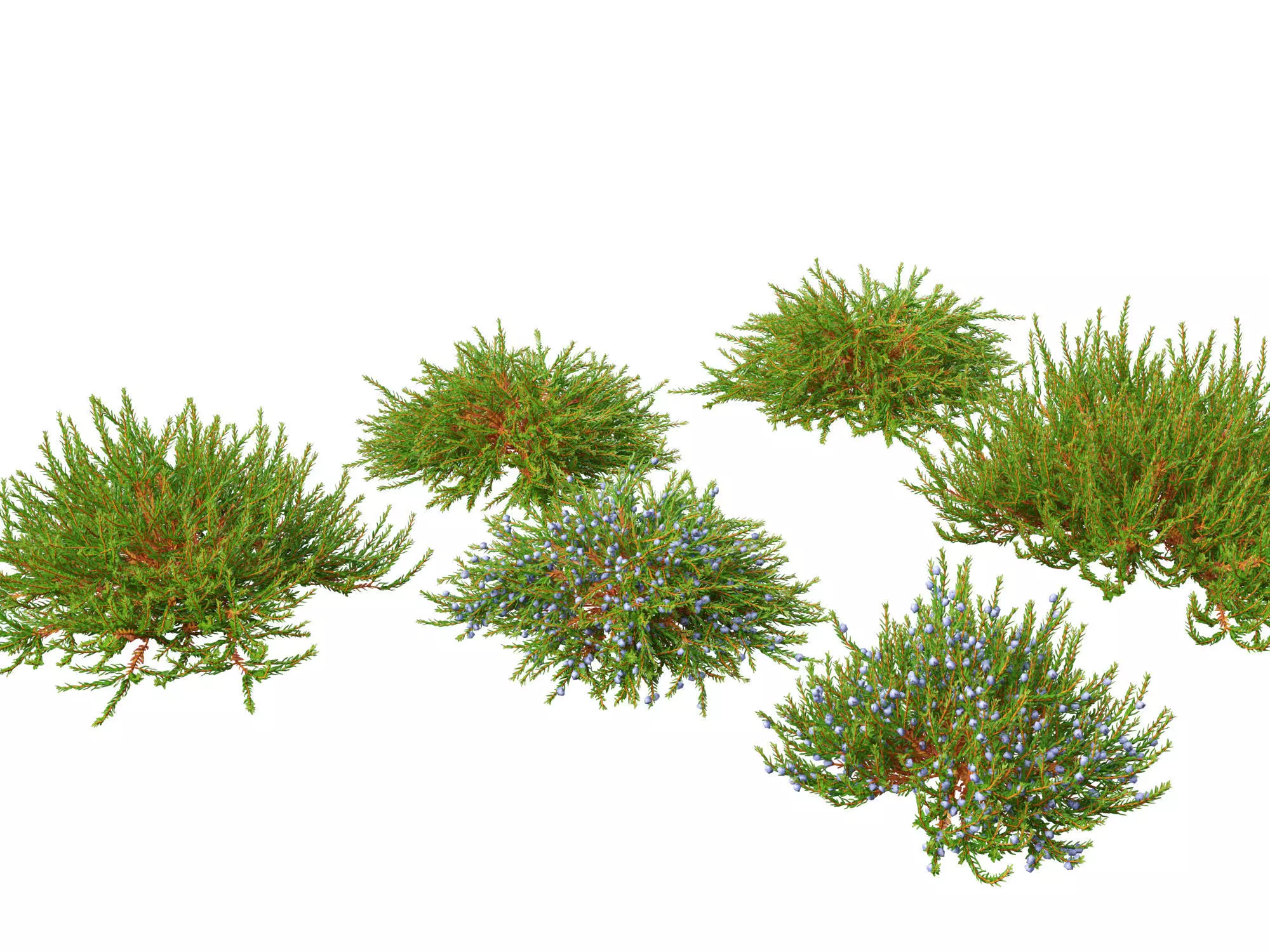 Empetrum nigrum - Black crowberry 3D model_0