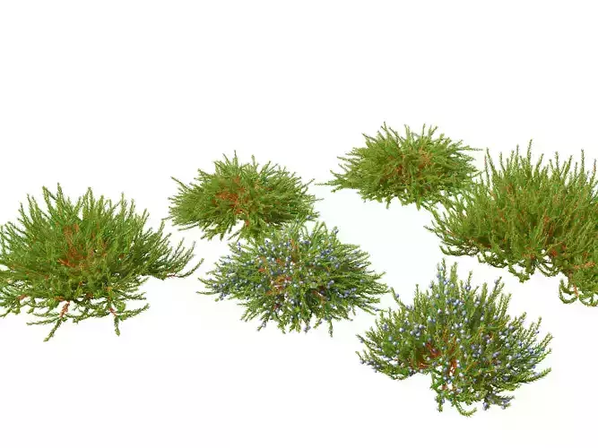 Empetrum nigrum - Black crowberry