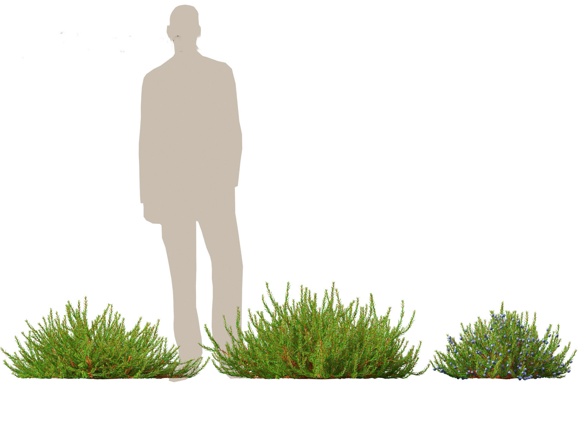 Empetrum nigrum - Black crowberry 3D model_4