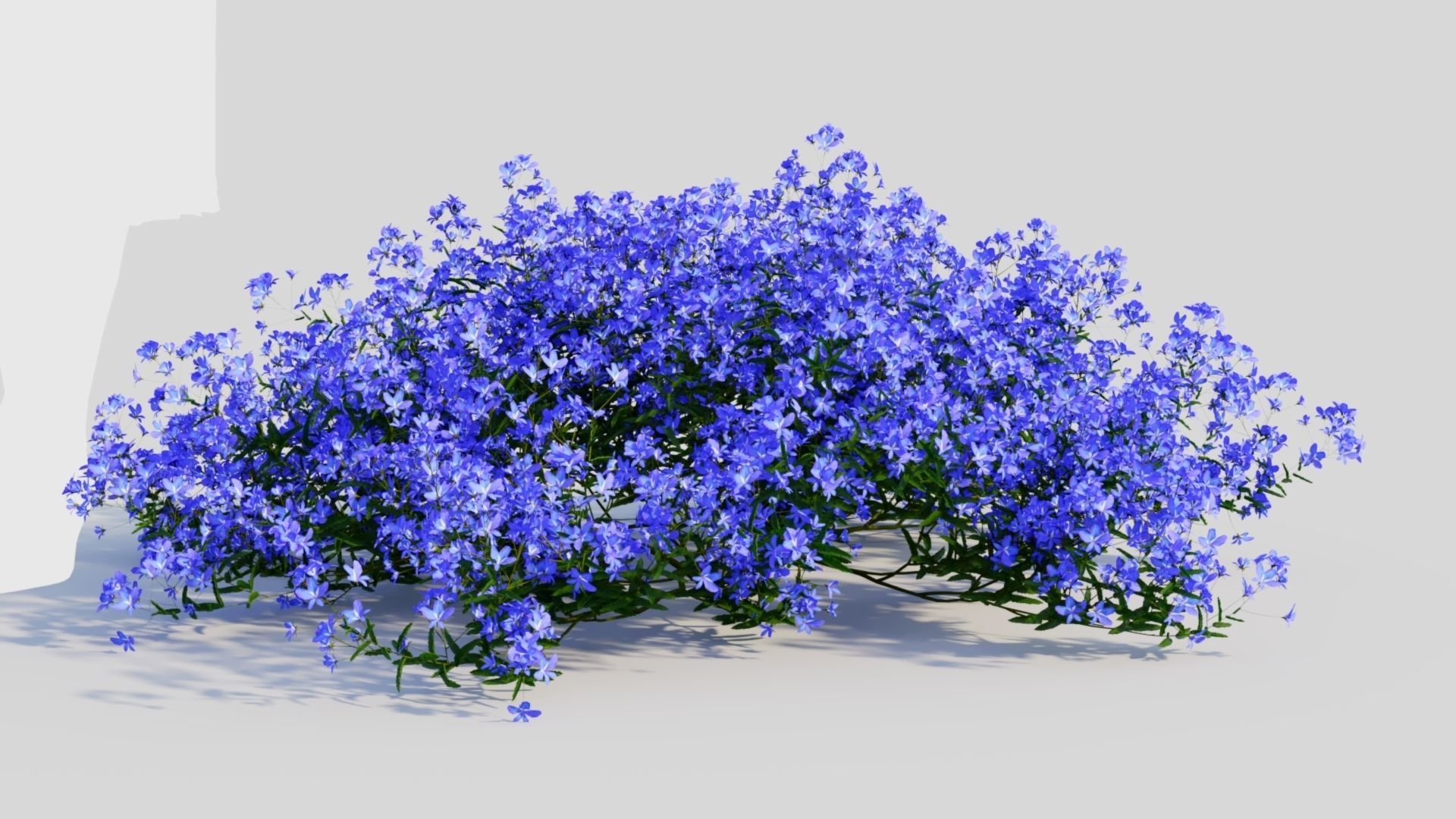Lobelia erinus a 3D model_7