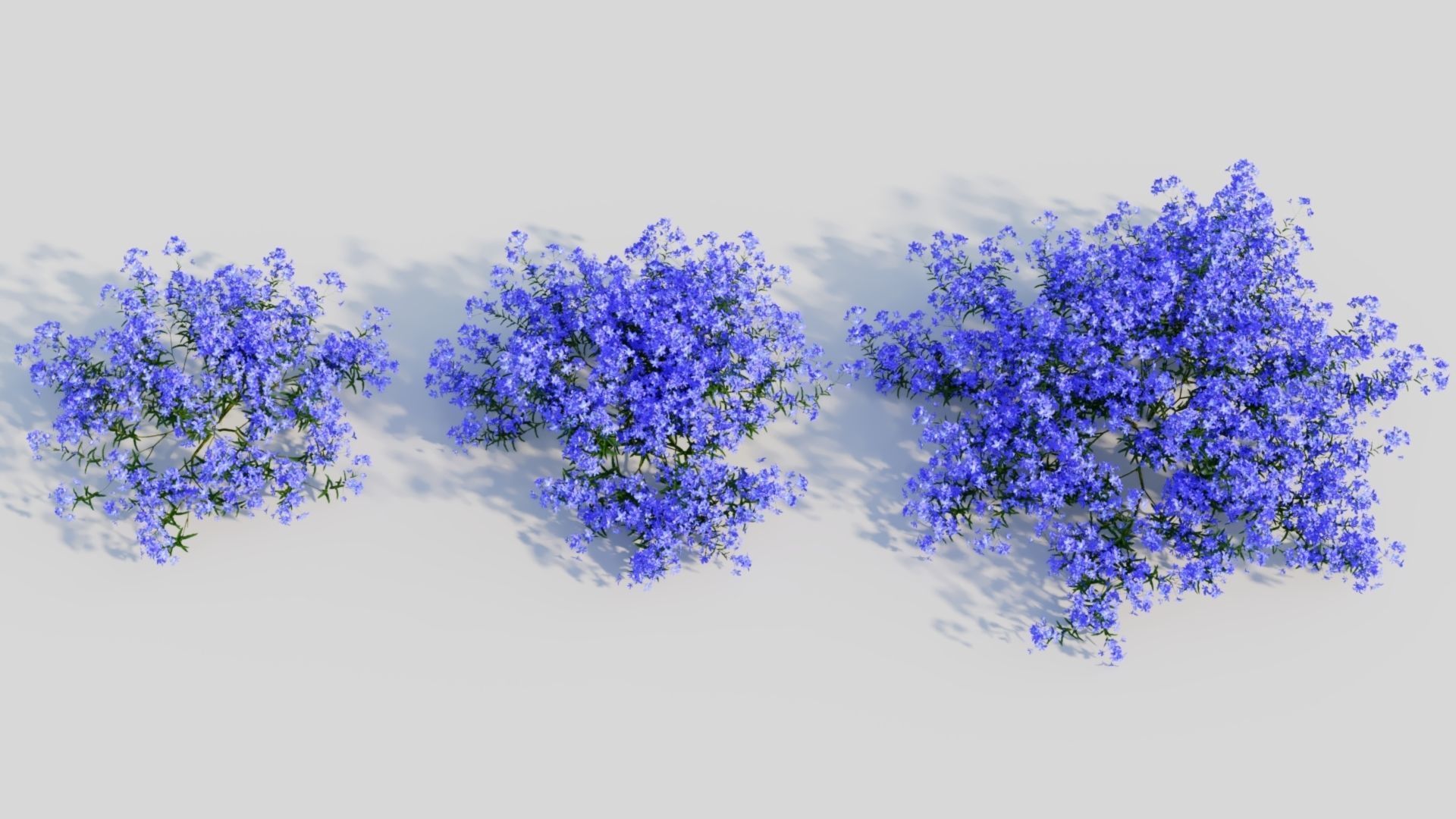 Lobelia erinus a 3D model_2