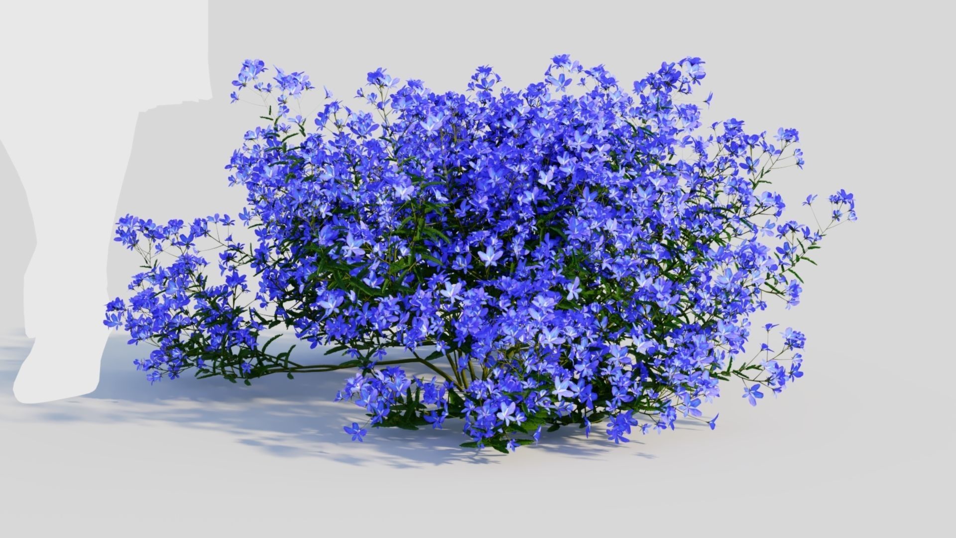 Lobelia erinus a 3D model_6