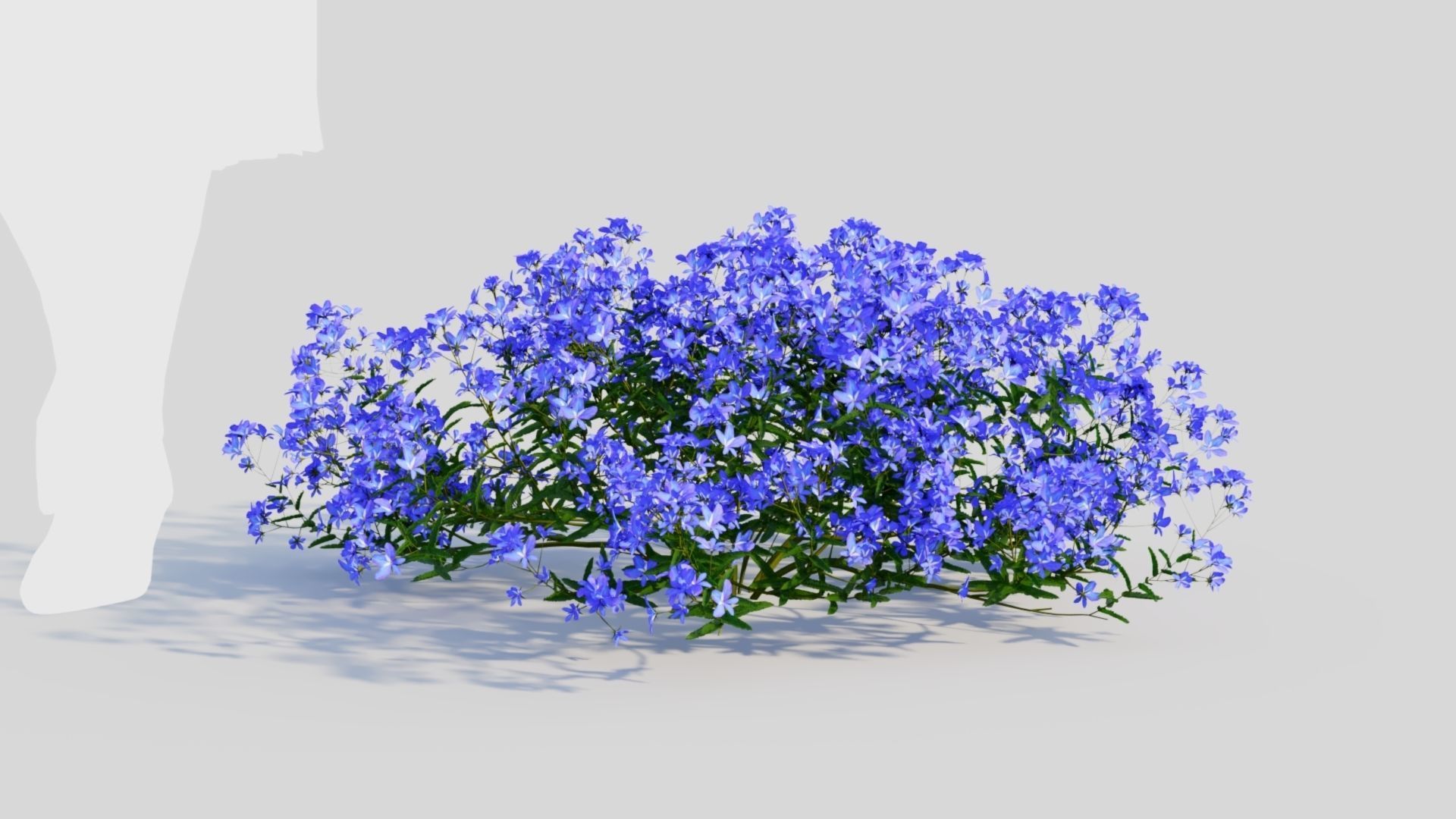 Lobelia erinus a 3D model_5