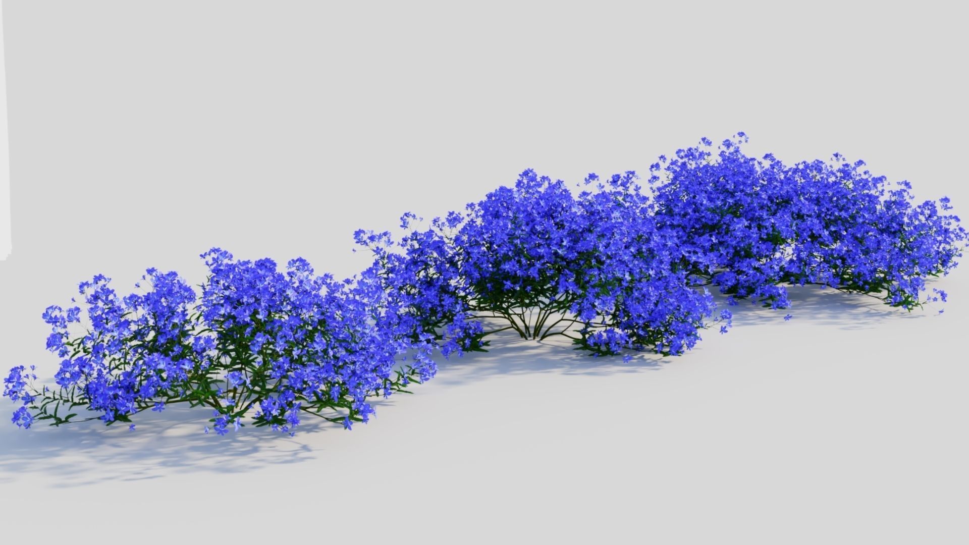 Lobelia erinus a 3D model_3