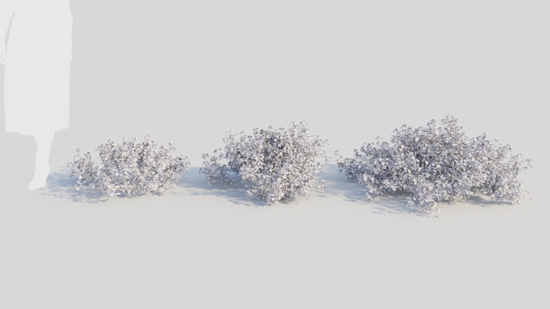 Lobelia erinus a 3D model_8