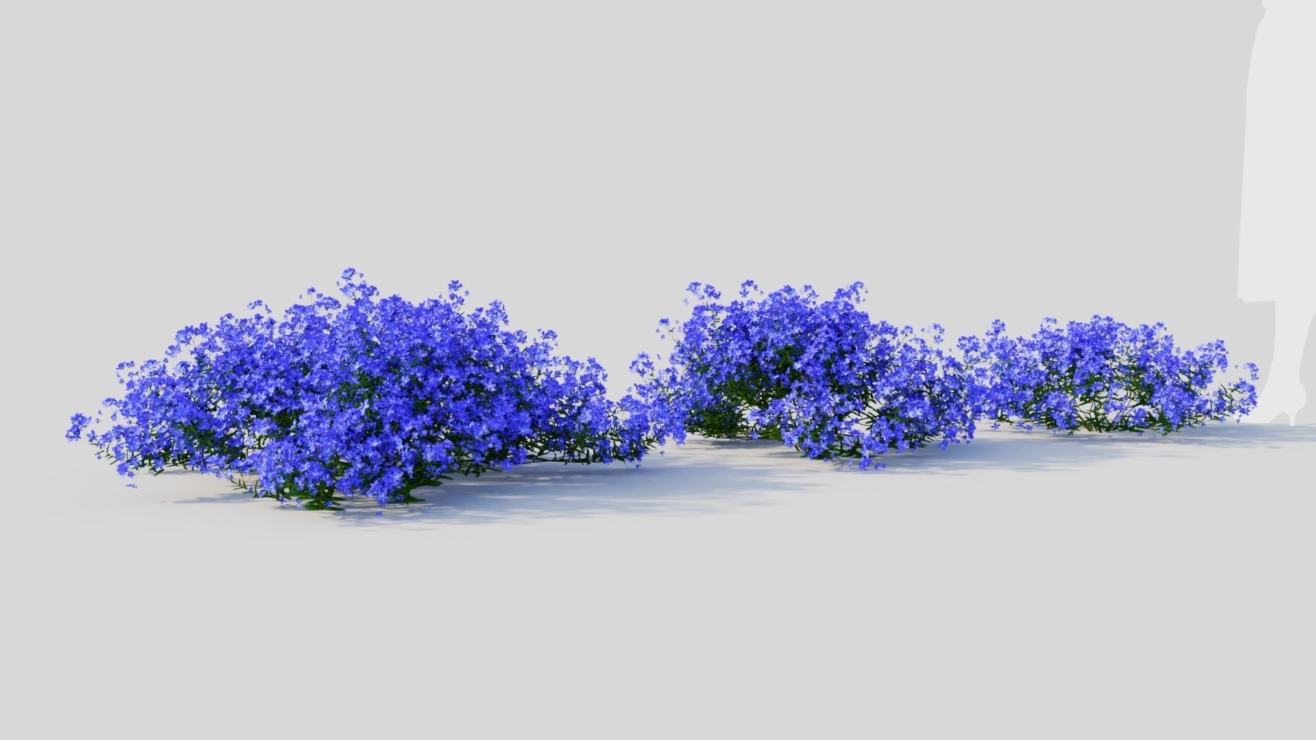 Lobelia erinus a 3D model_4