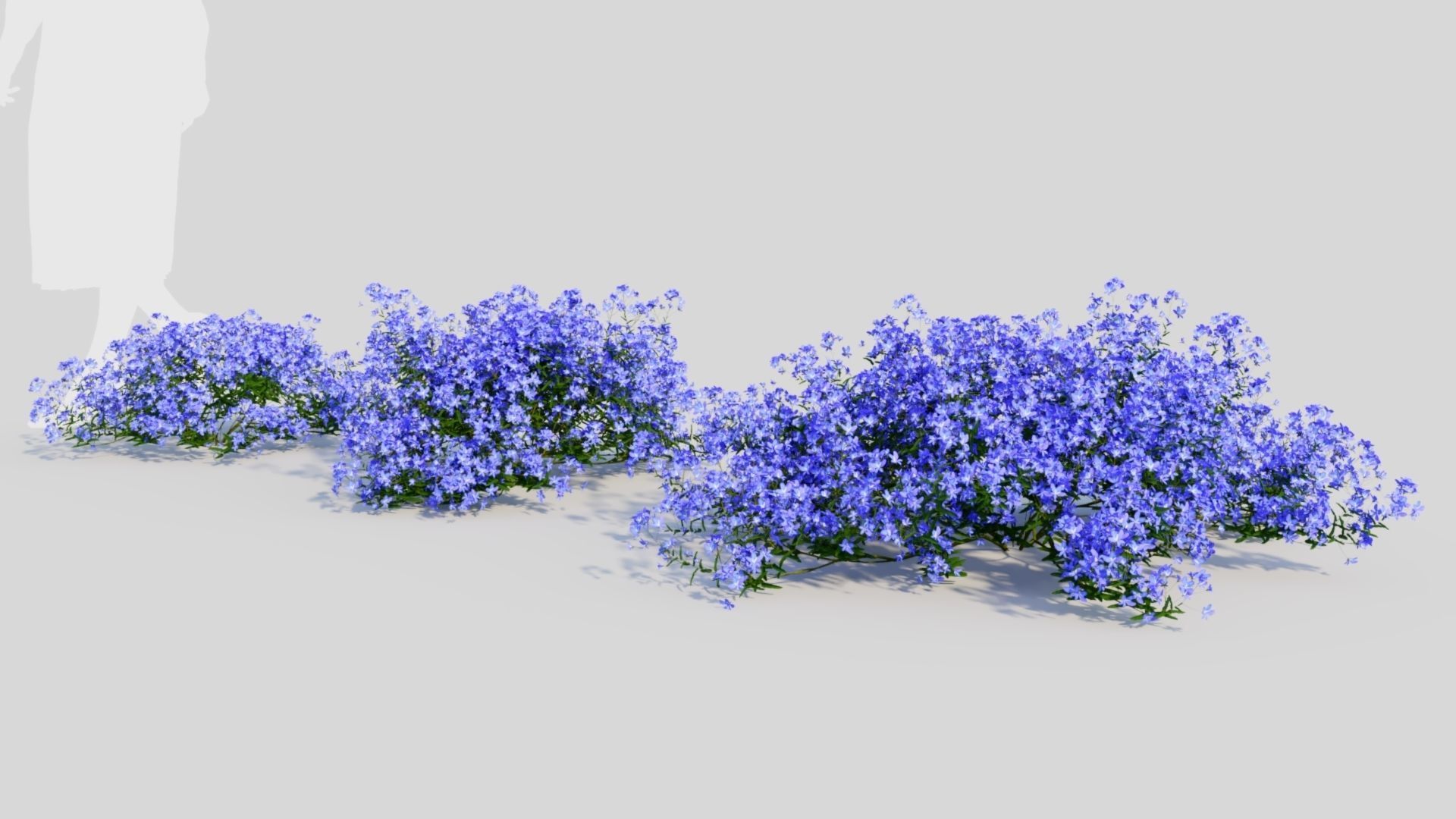 Lobelia erinus a 3D model_1