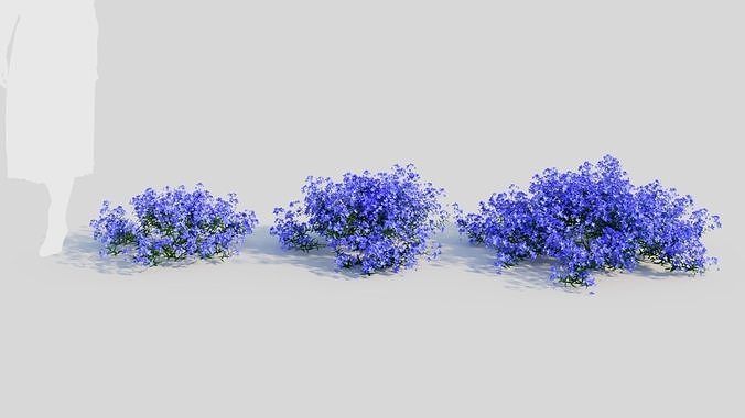 Lobelia erinus a 3D model