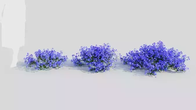 Lobelia erinus a 3D model