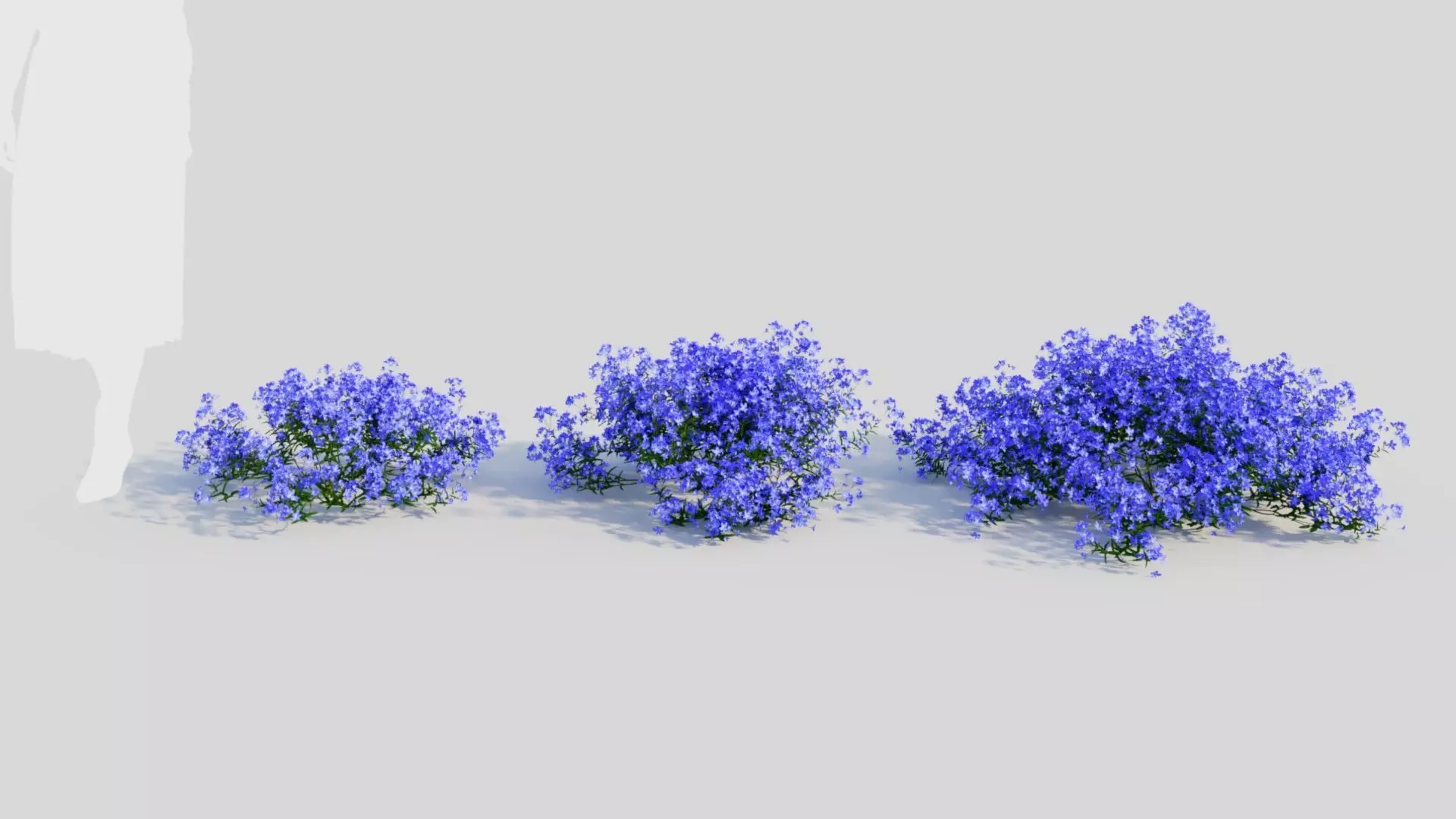 Lobelia erinus a 3D model_0