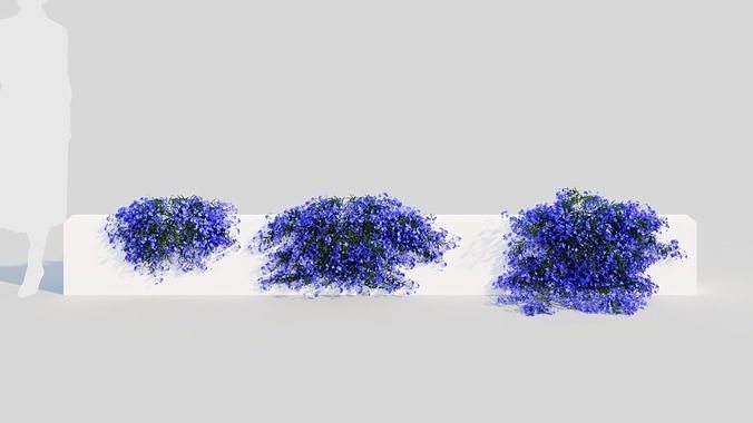 Lobelia erinus b 3D model