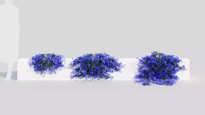 Lobelia erinus b 3D model