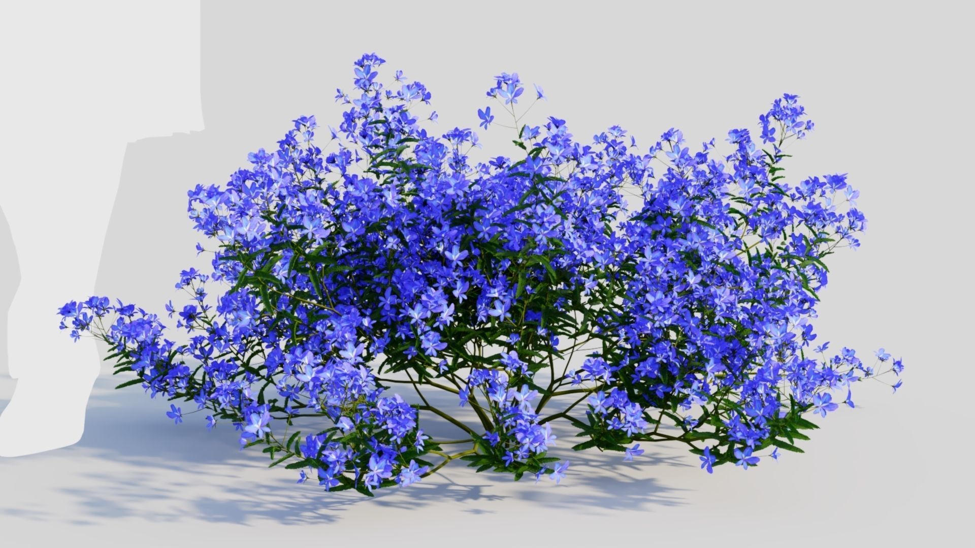 Lobelia erinus c 3D model_5