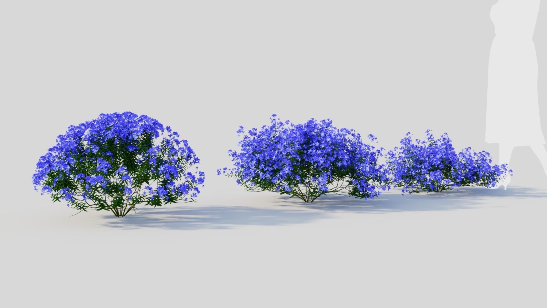 Lobelia erinus c 3D model_4