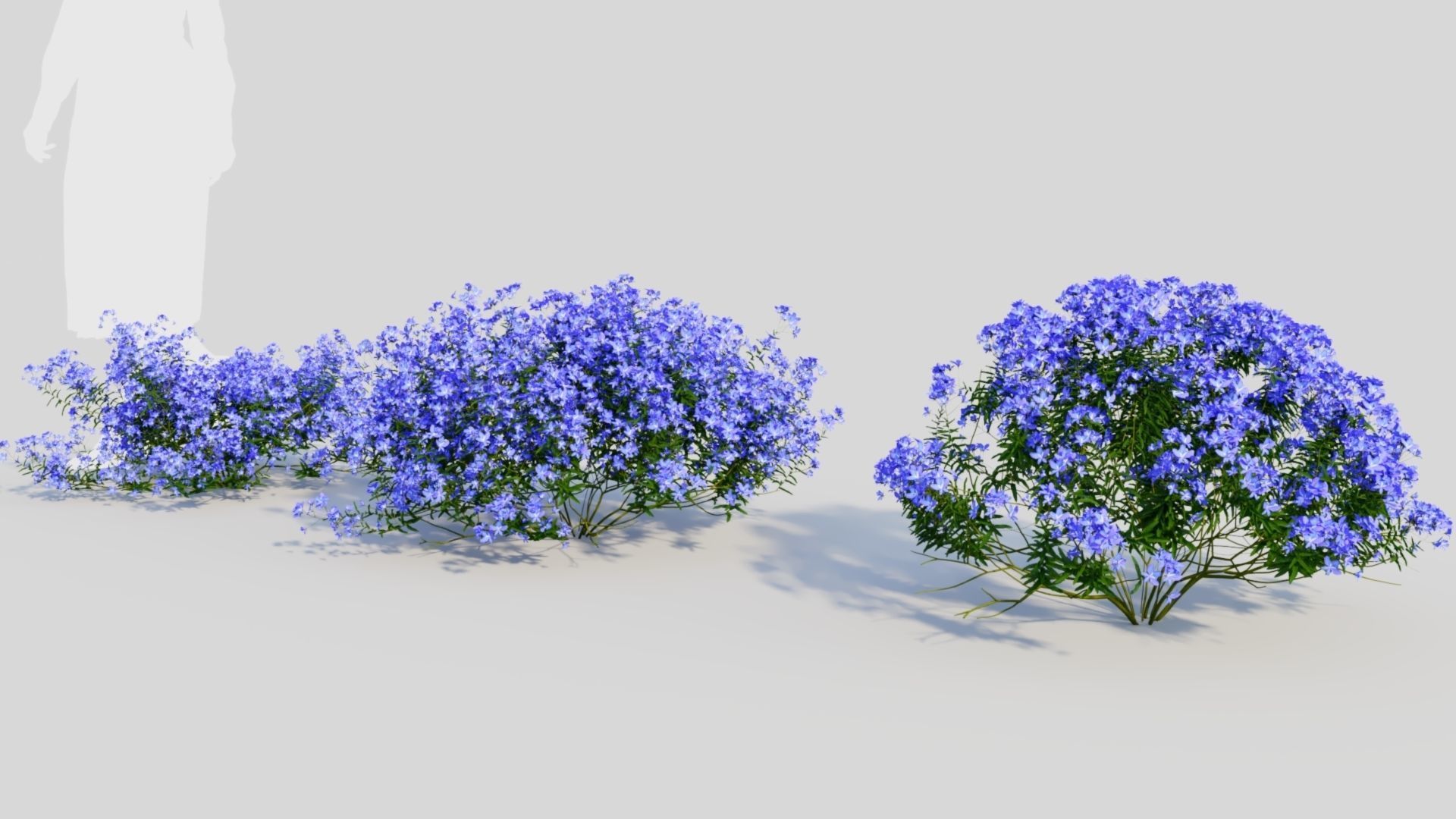 Lobelia erinus c 3D model_1