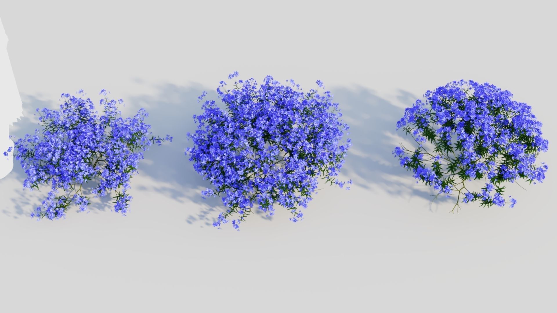 Lobelia erinus c 3D model_2