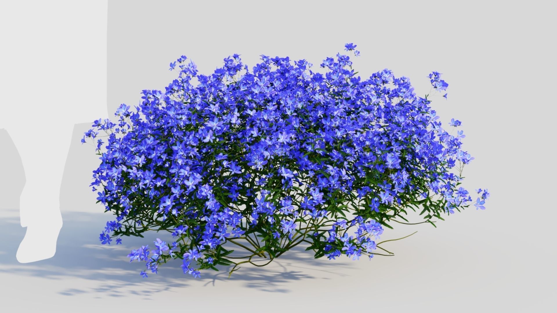 Lobelia erinus c 3D model_6