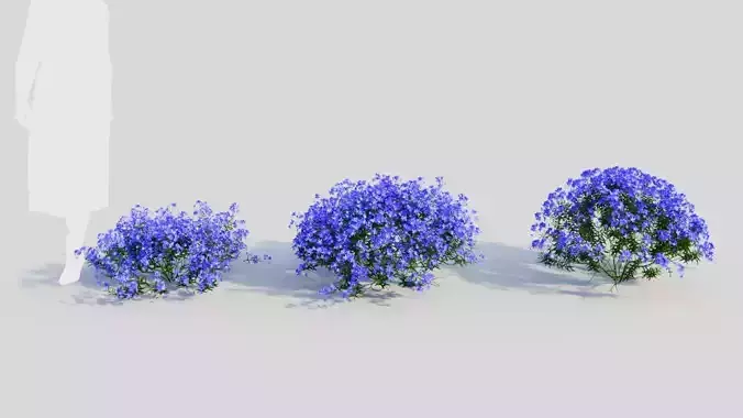 Lobelia erinus c 3D model