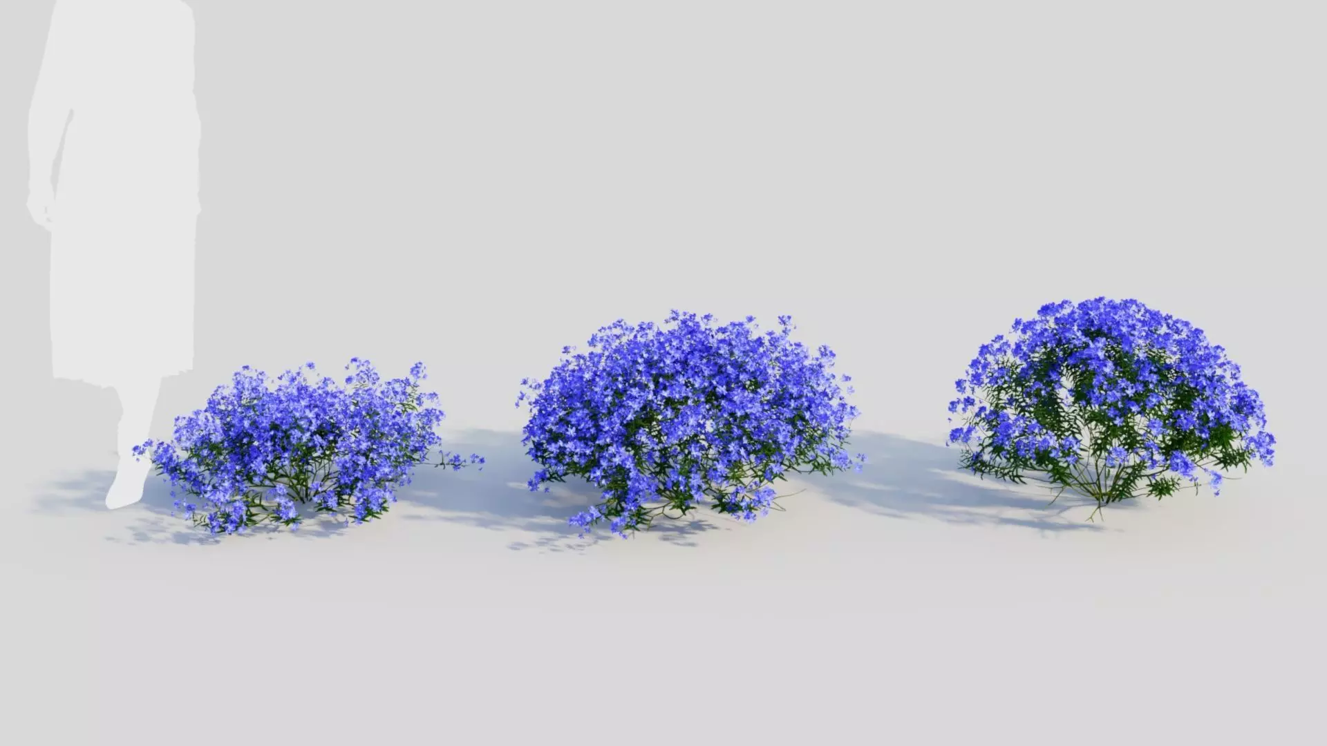 Lobelia erinus c 3D model_0