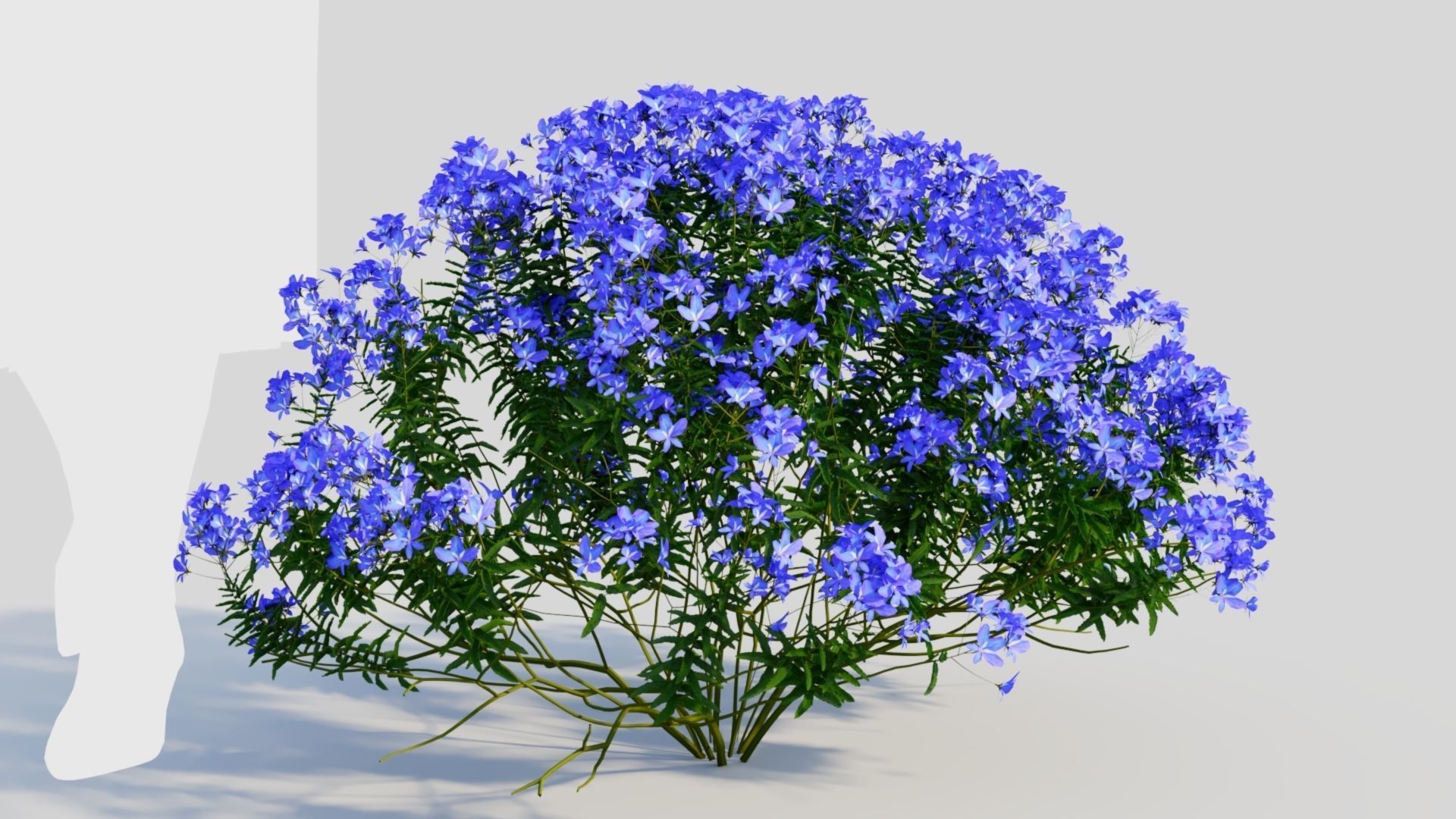 Lobelia erinus c 3D model_7