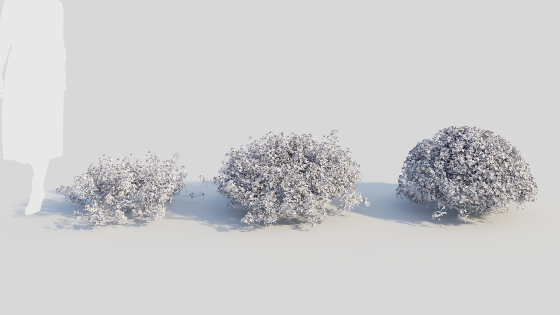 Lobelia erinus c 3D model_8