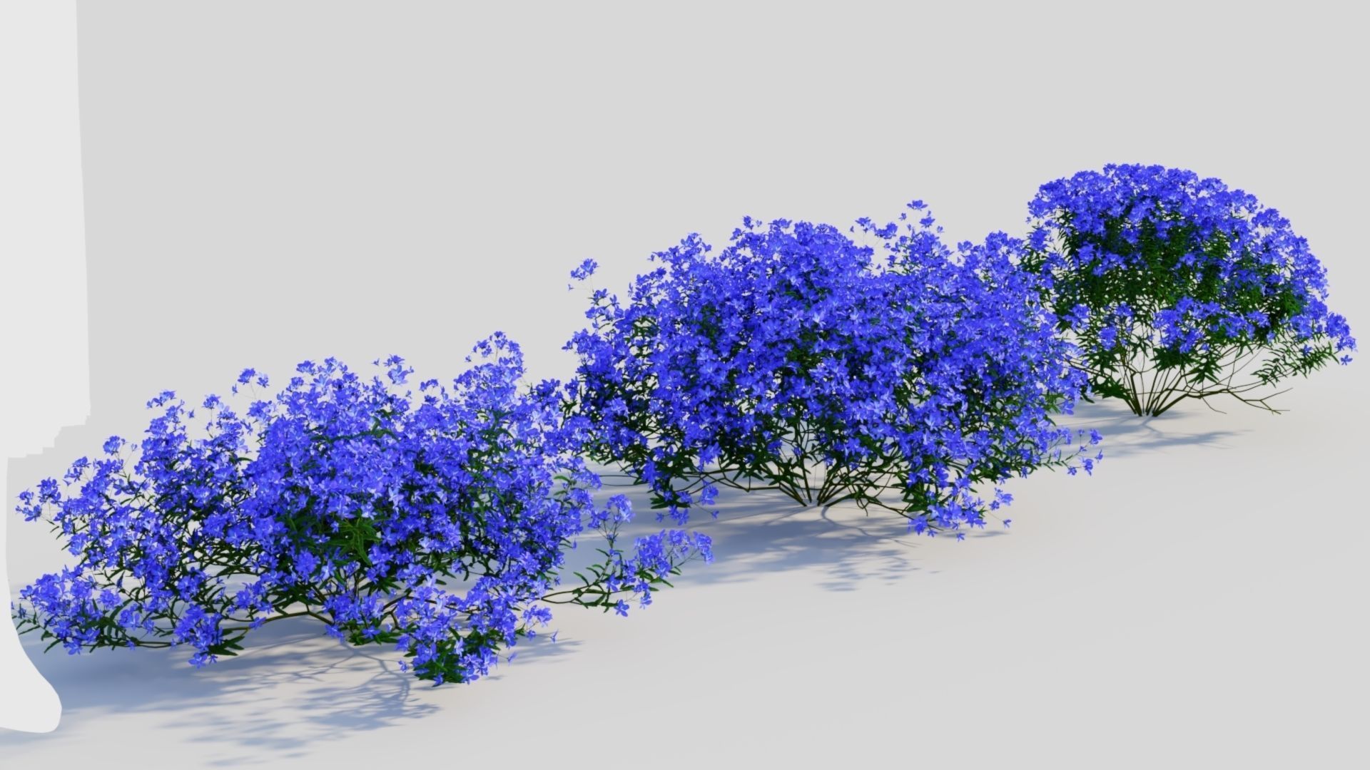 Lobelia erinus c 3D model_3