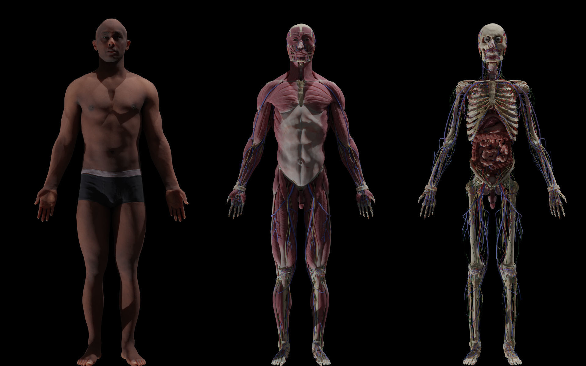 Black Skinny Male Female Complete Anatomy Pack Low-poly 3D model_1