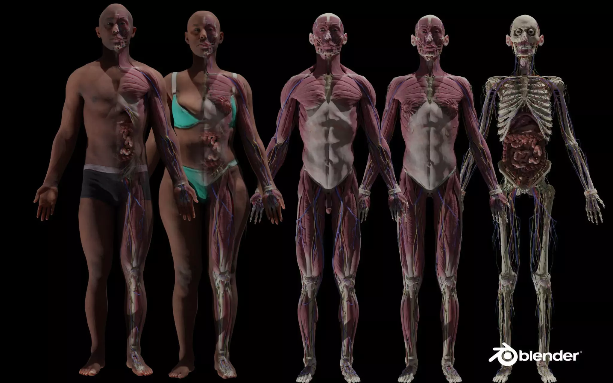 Black Skinny Male Female Complete Anatomy Pack Low-poly 3D model_0