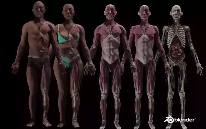 Black Skinny Male Female Complete Anatomy Pack Low-poly 3D model
