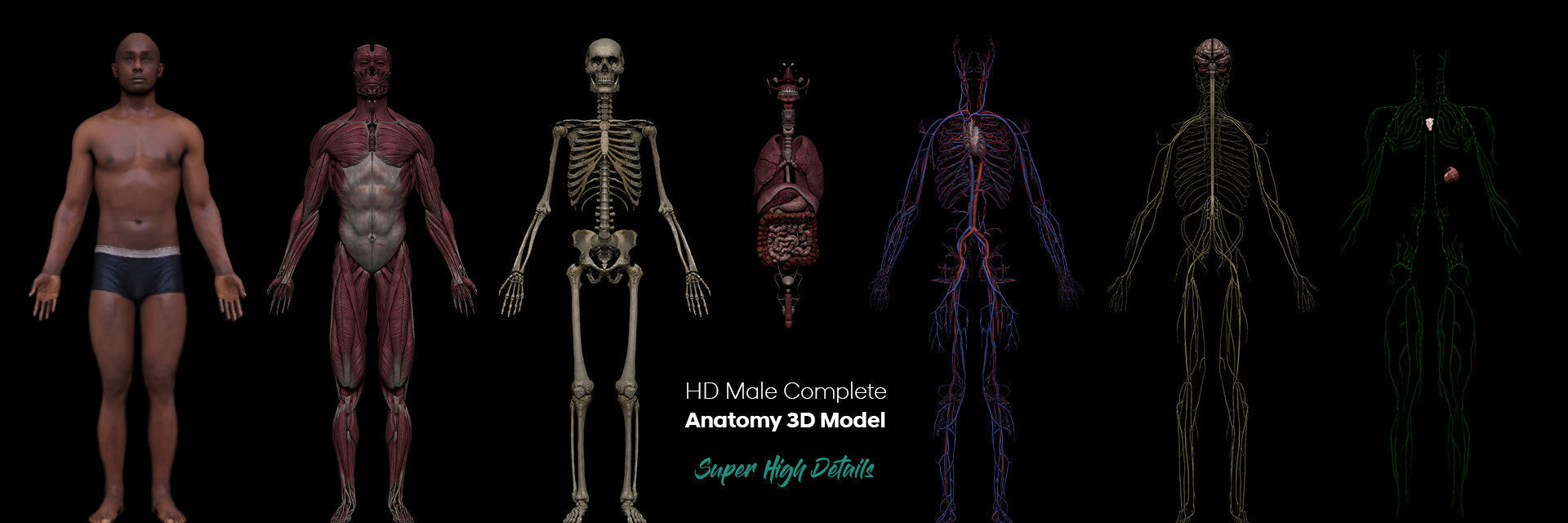 Black Skinny Male Female Complete Anatomy Pack Low-poly 3D model_5